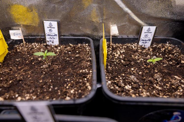 Chocolope 🍫 Auto - Zamnesia x B&B. Week 1