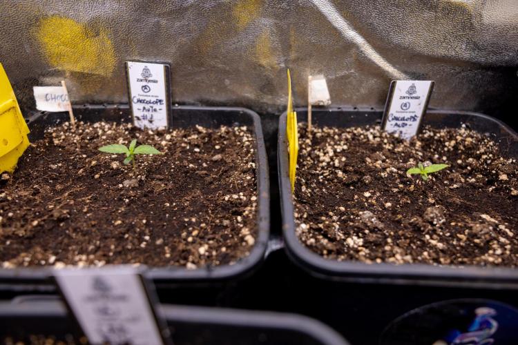 Chocolope 🍫 Auto - Zamnesia x B&B. Week 1