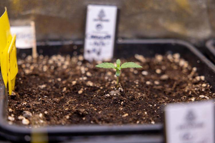Chocolope 🍫 Auto - Zamnesia x B&B. Week 1
