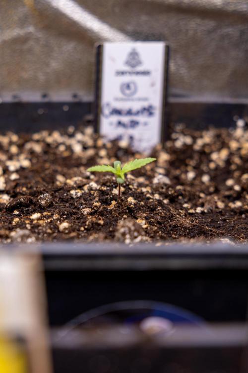 Chocolope 🍫 Auto - Zamnesia x B&B. Week 1