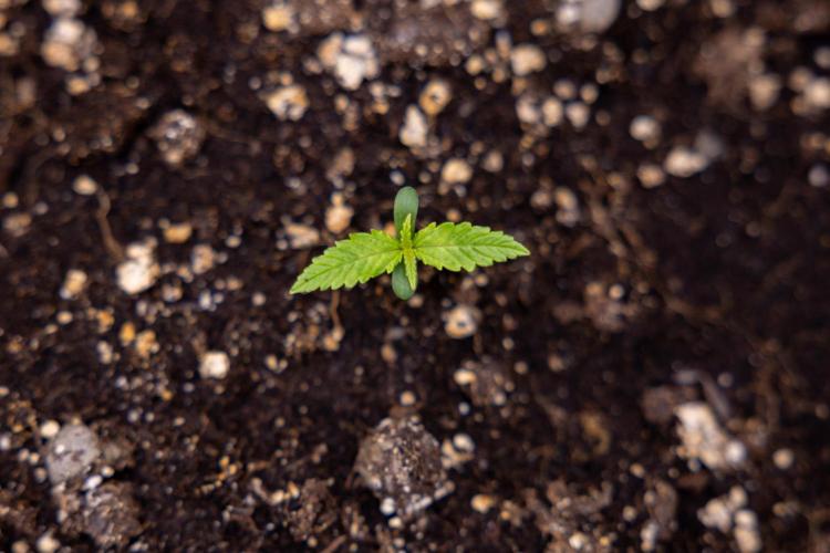 Chocolope 🍫 Auto - Zamnesia x B&B. Week 1