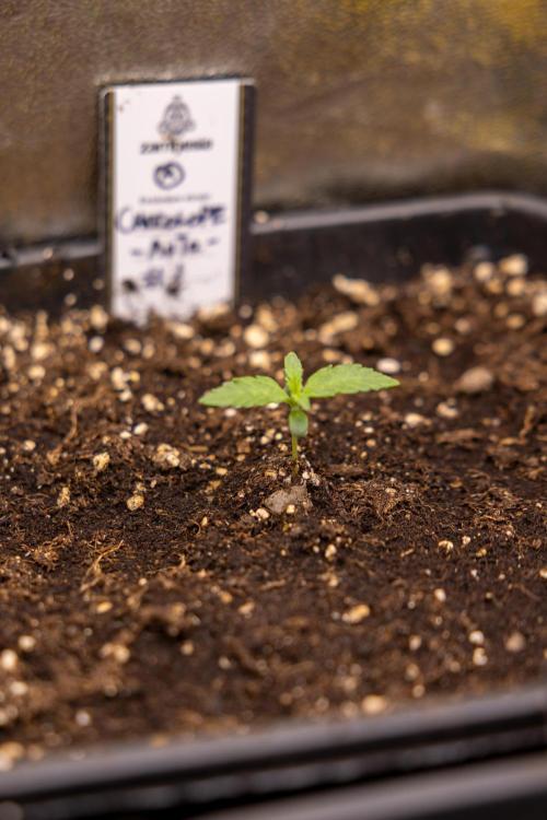 Chocolope 🍫 Auto - Zamnesia x B&B. Week 1