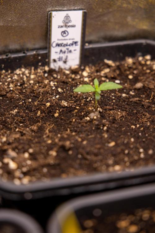Chocolope 🍫 Auto - Zamnesia x B&B. Week 1
