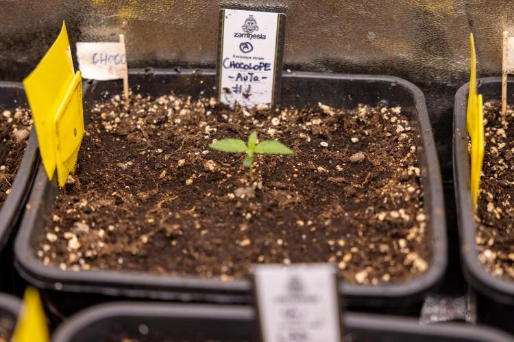 Chocolope 🍫 Auto - Zamnesia x B&B. Week 1