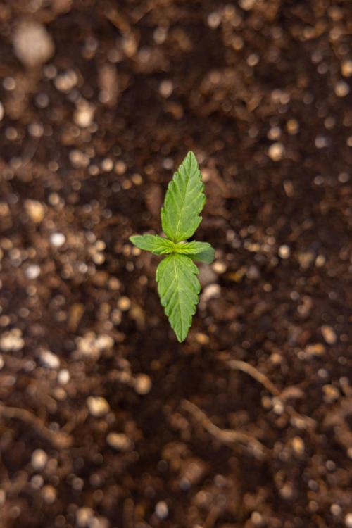 Chocolope 🍫 Auto - Zamnesia x B&B. Week 1