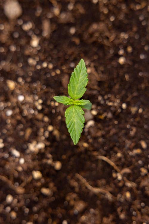 Chocolope 🍫 Auto - Zamnesia x B&B. Week 1