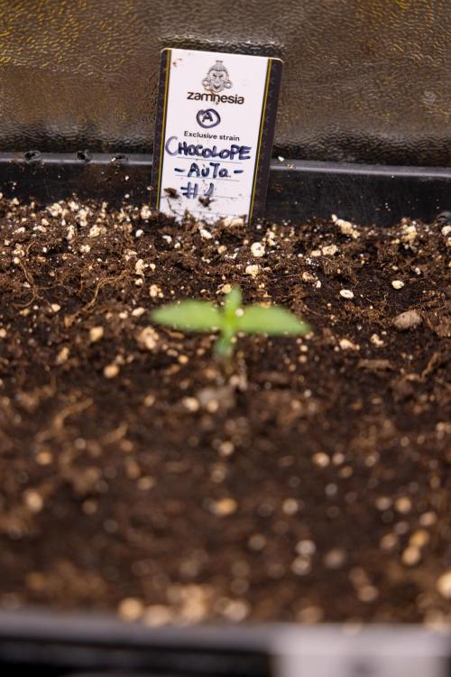 Chocolope 🍫 Auto - Zamnesia x B&B. Week 1