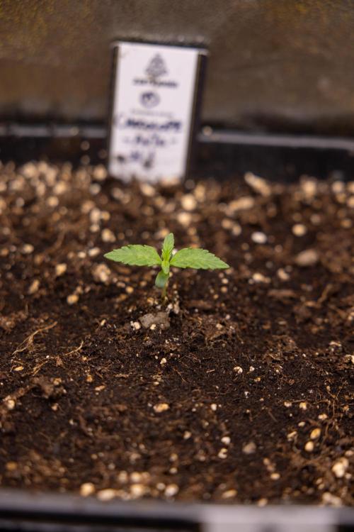 Chocolope 🍫 Auto - Zamnesia x B&B. Week 1