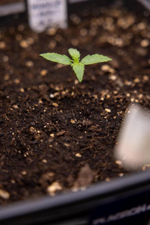Mimosa 🌾 Auto - Zamnesia x B&B. Week 1