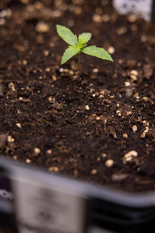 Mimosa 🌾 Auto - Zamnesia x B&B. Week 1