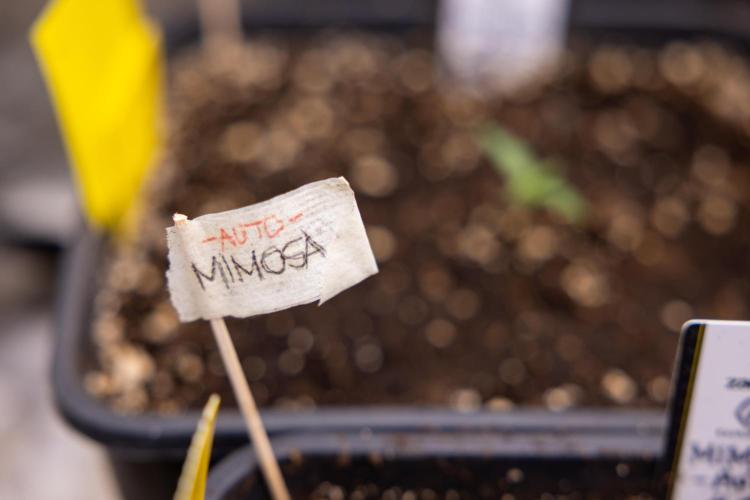 Mimosa 🌾 Auto - Zamnesia x B&B. Week 1