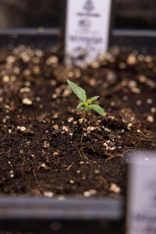Mimosa 🌾 Auto - Zamnesia x B&B. Week 1