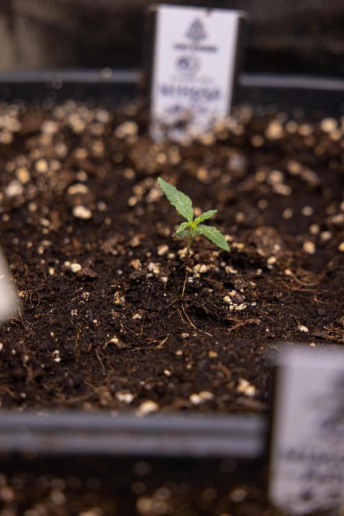 Mimosa 🌾 Auto - Zamnesia x B&B. Week 1