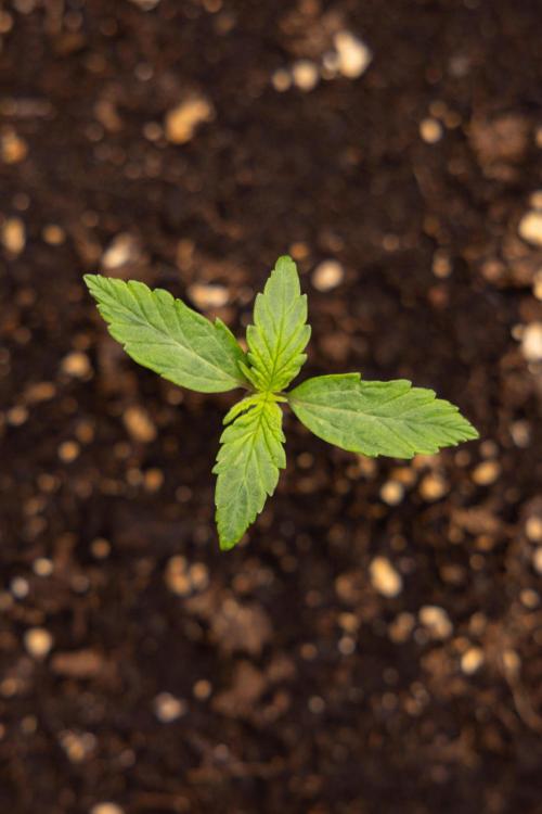 Mimosa 🌾 Auto - Zamnesia x B&B. Week 1