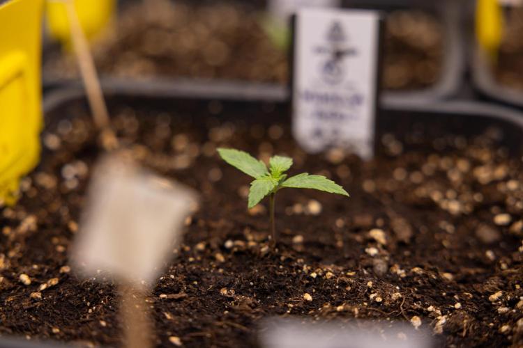 Mimosa 🌾 Auto - Zamnesia x B&B. Week 1