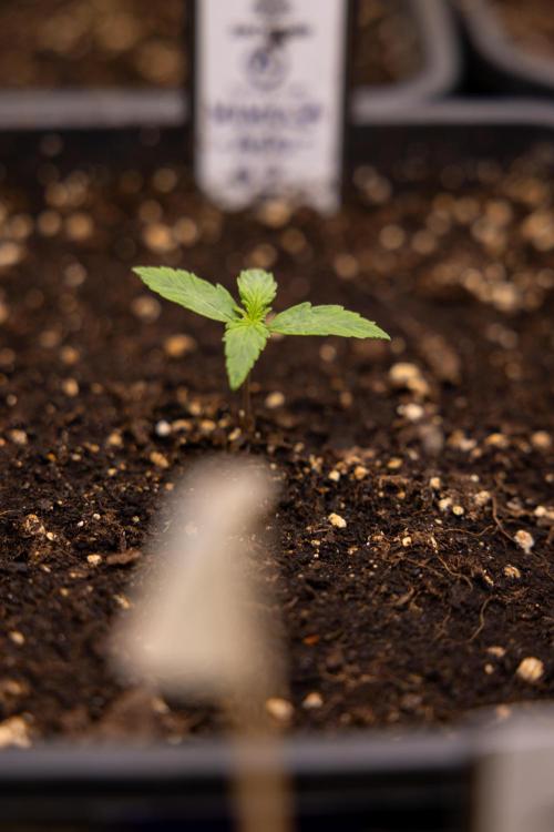 Mimosa 🌾 Auto - Zamnesia x B&B. Week 1
