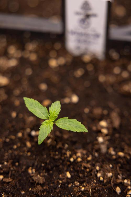 Mimosa 🌾 Auto - Zamnesia x B&B. Week 1
