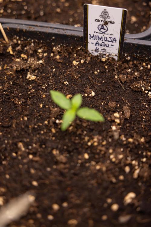 Mimosa 🌾 Auto - Zamnesia x B&B. Week 1