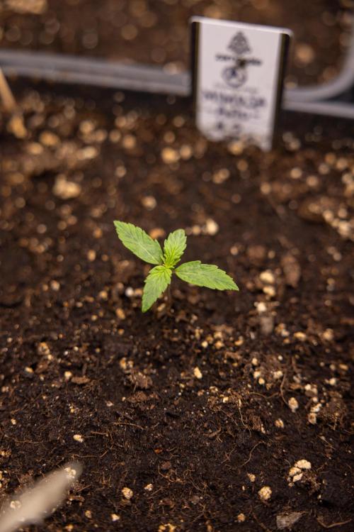 Mimosa 🌾 Auto - Zamnesia x B&B. Week 1