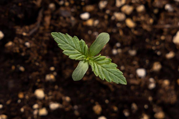Blue Widow 🕷️  - Zamnesia x B&B. Week 1 - Blue Widow - VEG - Week 01