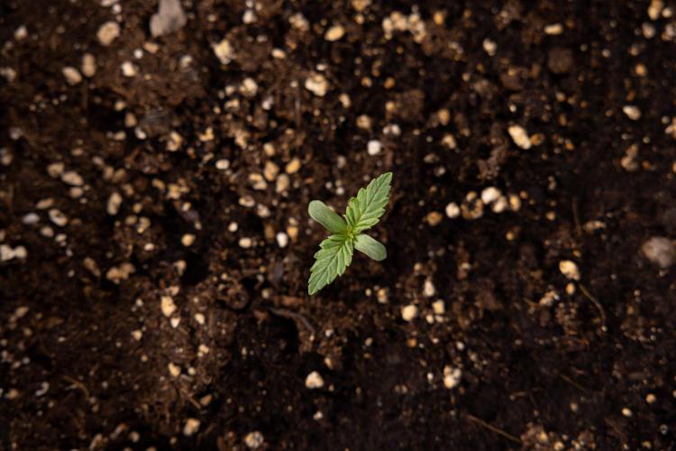 Blue Widow 🕷️  - Zamnesia x B&B. Week 1 - Blue Widow - VEG - Week 01