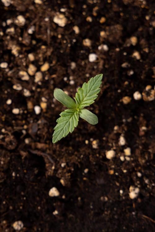 Blue Widow 🕷️  - Zamnesia x B&B. Week 1 - Blue Widow - VEG - Week 01