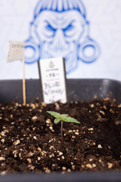 Blue Widow 🕷️  - Zamnesia x B&B. Week 1 - Blue Widow - VEG - Week 01