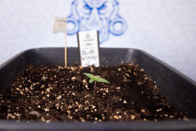 Blue Widow 🕷️  - Zamnesia x B&B. Week 1 - Blue Widow - VEG - Week 01