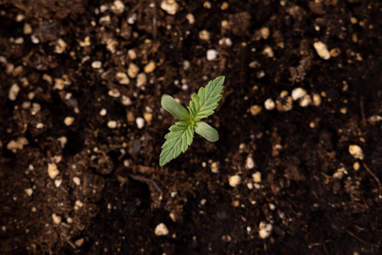 Blue Widow 🕷️  - Zamnesia x B&B. Week 1 - Blue Widow - VEG - Week 01