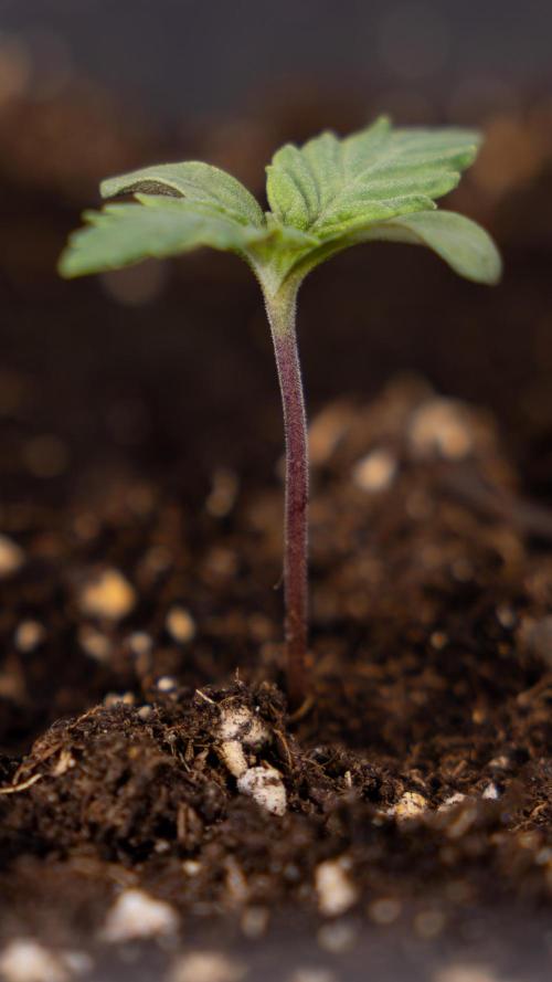 Blue Widow 🕷️  - Zamnesia x B&B. Week 1 - Blue Widow - VEG - Week 01