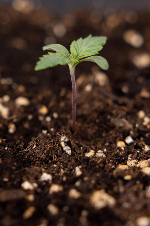 Blue Widow 🕷️  - Zamnesia x B&B. Week 1 - Blue Widow - VEG - Week 01
