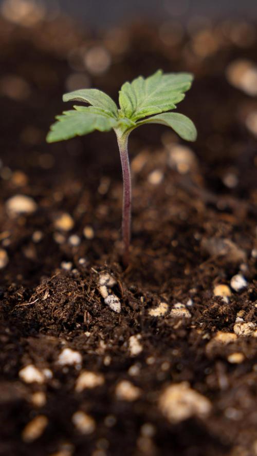 Blue Widow 🕷️  - Zamnesia x B&B. Week 1 - Blue Widow - VEG - Week 01