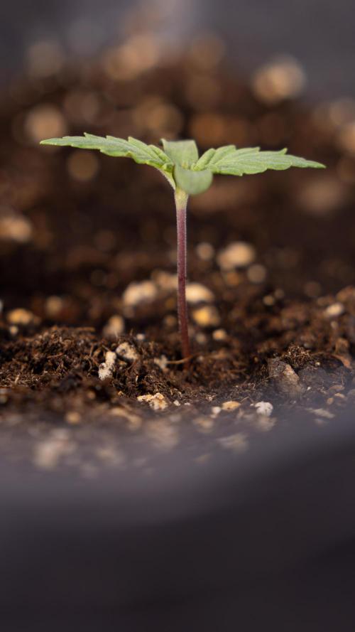 Blue Widow 🕷️  - Zamnesia x B&B. Week 1 - Blue Widow - VEG - Week 01