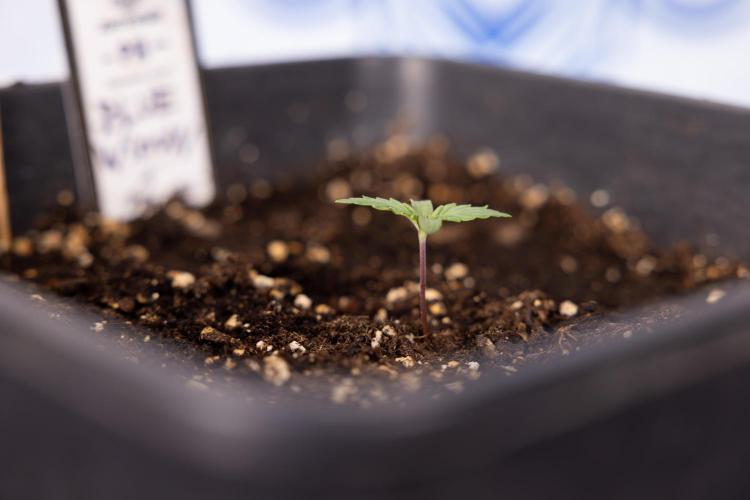Blue Widow 🕷️  - Zamnesia x B&B. Week 1 - Blue Widow - VEG - Week 01