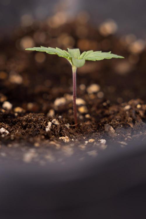 Blue Widow 🕷️  - Zamnesia x B&B. Week 1 - Blue Widow - VEG - Week 01
