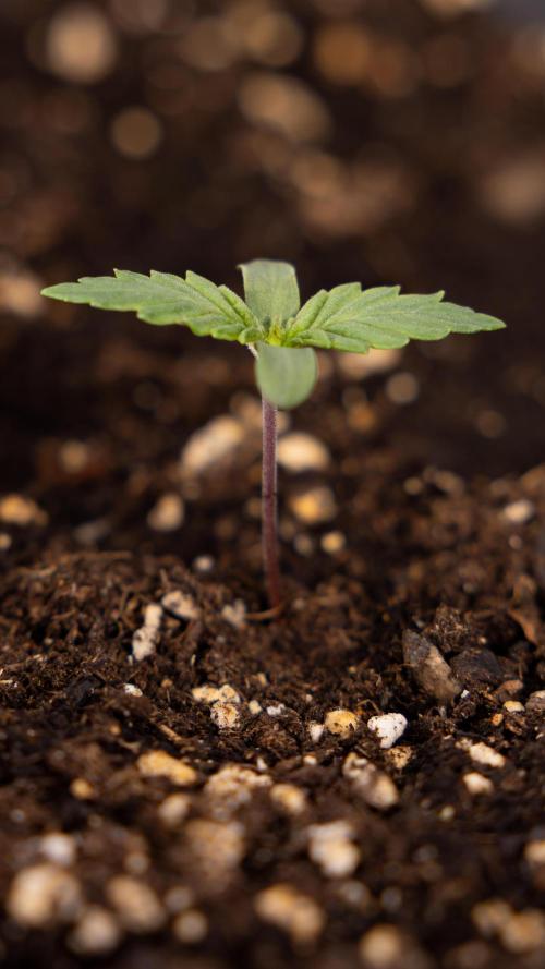 Blue Widow 🕷️  - Zamnesia x B&B. Week 1 - Blue Widow - VEG - Week 01