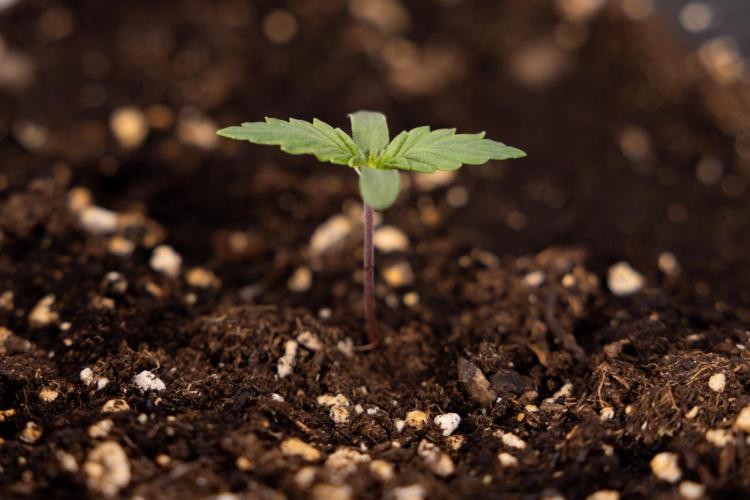 Blue Widow 🕷️  - Zamnesia x B&B. Week 1 - Blue Widow - VEG - Week 01