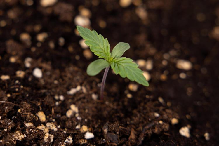 Blue Widow 🕷️  - Zamnesia x B&B. Week 1 - Blue Widow - VEG - Week 01
