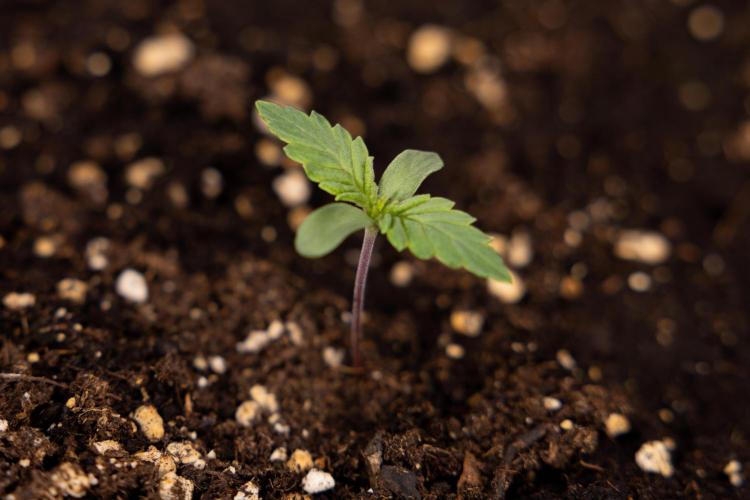 Blue Widow 🕷️  - Zamnesia x B&B. Week 1 - Blue Widow - VEG - Week 01