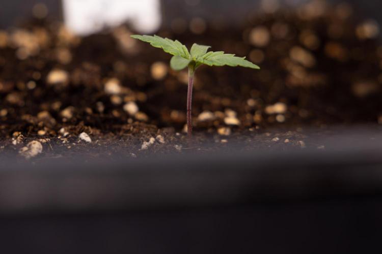 Blue Widow 🕷️  - Zamnesia x B&B. Week 1 - Blue Widow - VEG - Week 01