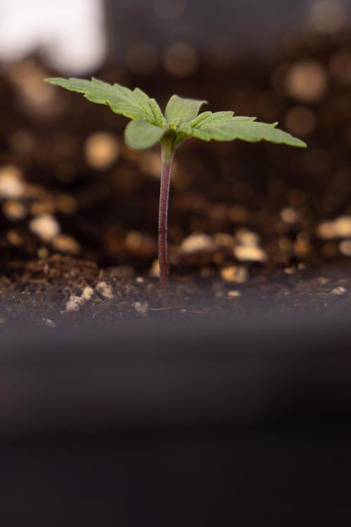 Blue Widow 🕷️  - Zamnesia x B&B. Week 1 - Blue Widow - VEG - Week 01