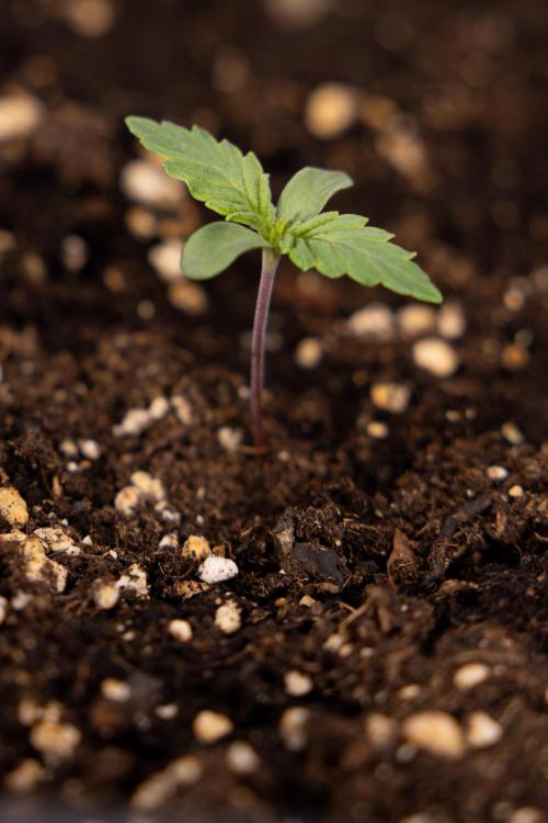 Blue Widow 🕷️  - Zamnesia x B&B. Week 1 - Blue Widow - VEG - Week 01