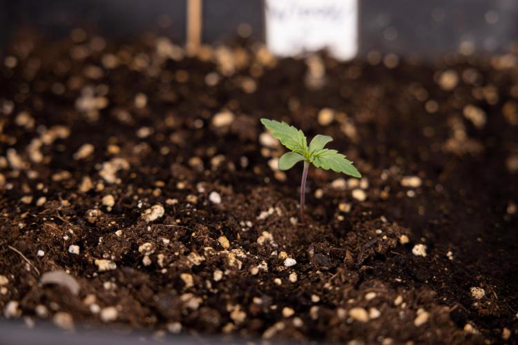 Blue Widow 🕷️  - Zamnesia x B&B. Week 1 - Blue Widow - VEG - Week 01