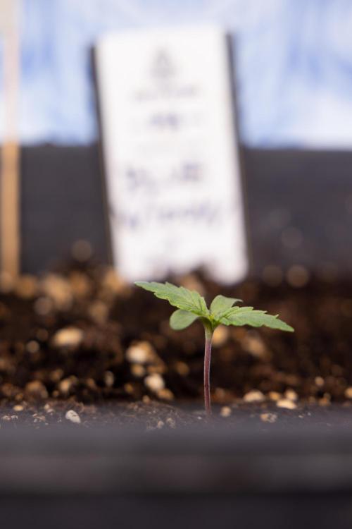 Blue Widow 🕷️  - Zamnesia x B&B. Week 1 - Blue Widow - VEG - Week 01