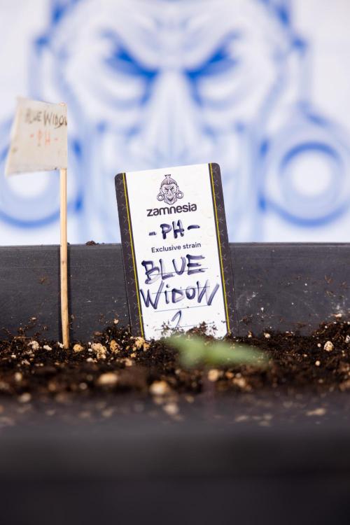 Blue Widow 🕷️  - Zamnesia x B&B. Week 1 - Blue Widow - VEG - Week 01