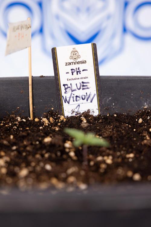 Blue Widow 🕷️  - Zamnesia x B&B. Week 1 - Blue Widow - VEG - Week 01
