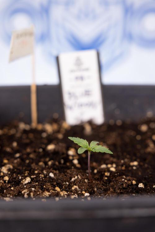 Blue Widow 🕷️  - Zamnesia x B&B. Week 1 - Blue Widow - VEG - Week 01