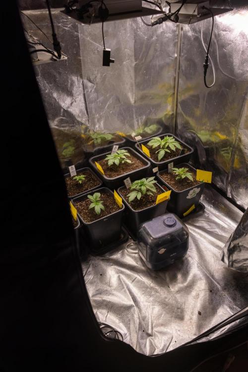 Blue Widow 🕷️  - Zamnesia x B&B. Week 1 - Zamnesia x Plagron Crew