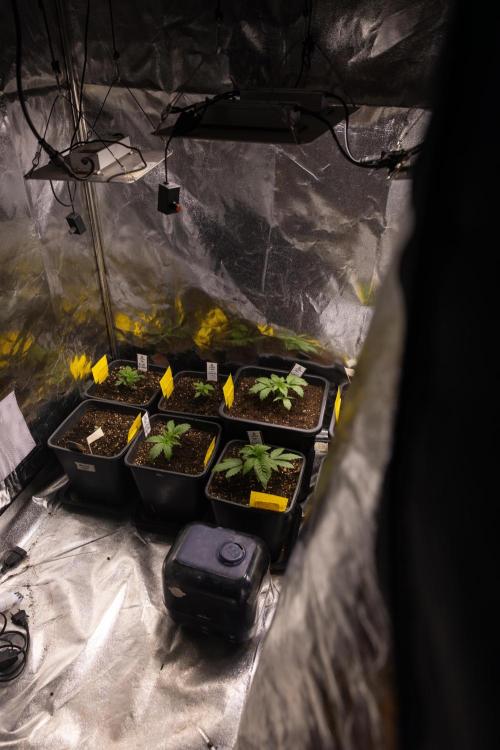 Blue Widow 🕷️  - Zamnesia x B&B. Week 1 - Zamnesia x Plagron Crew