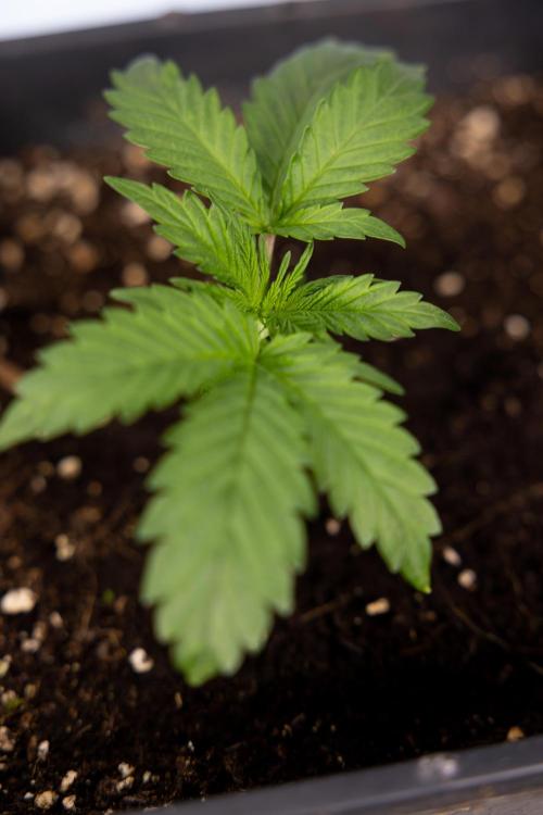 Classic Skunk 🌱  - Zamnesia x B&B. Week 2 - Classic Skunk - VEG Week 2/3